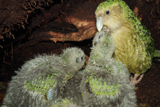 kakapos breeding well