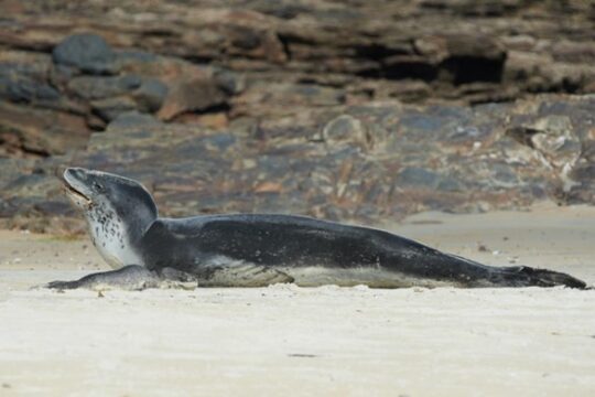 leopard seals