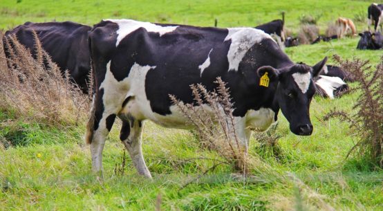 Please for rural health