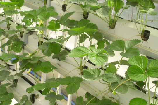 agritech must grow
