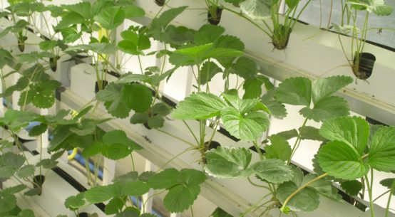 agritech must grow