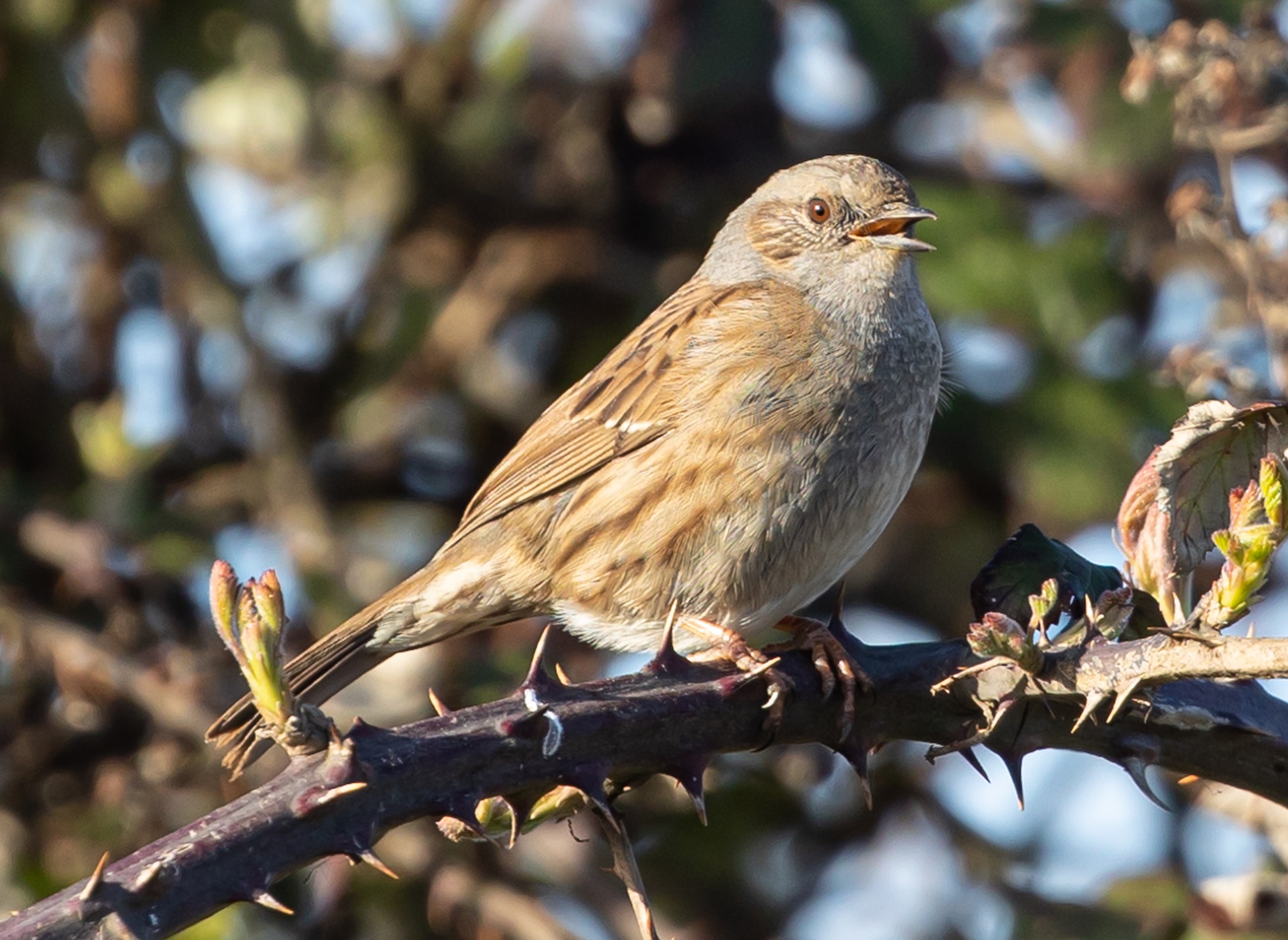 sparrow singing