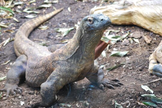 komdo endangered
