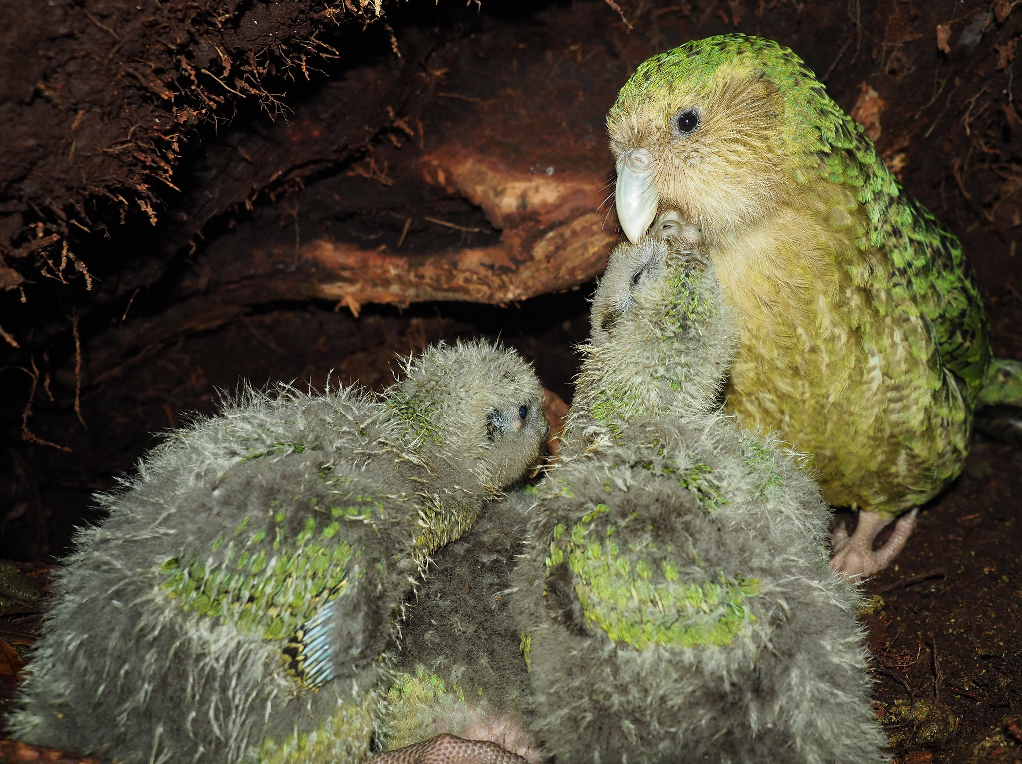 kakapos breeding well