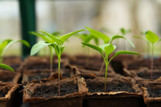 plant