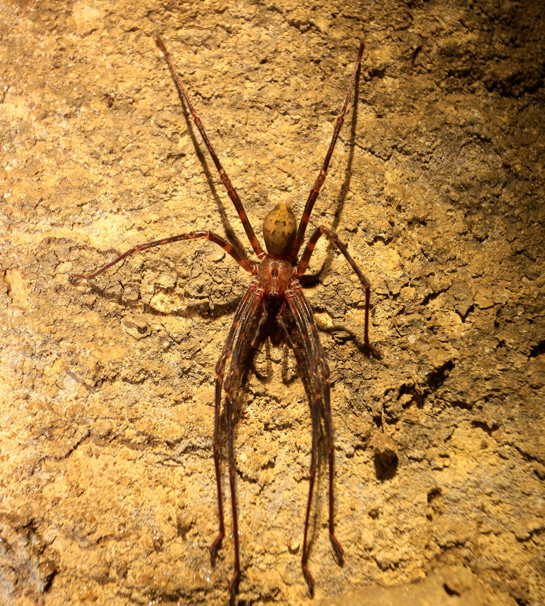 cave spider
