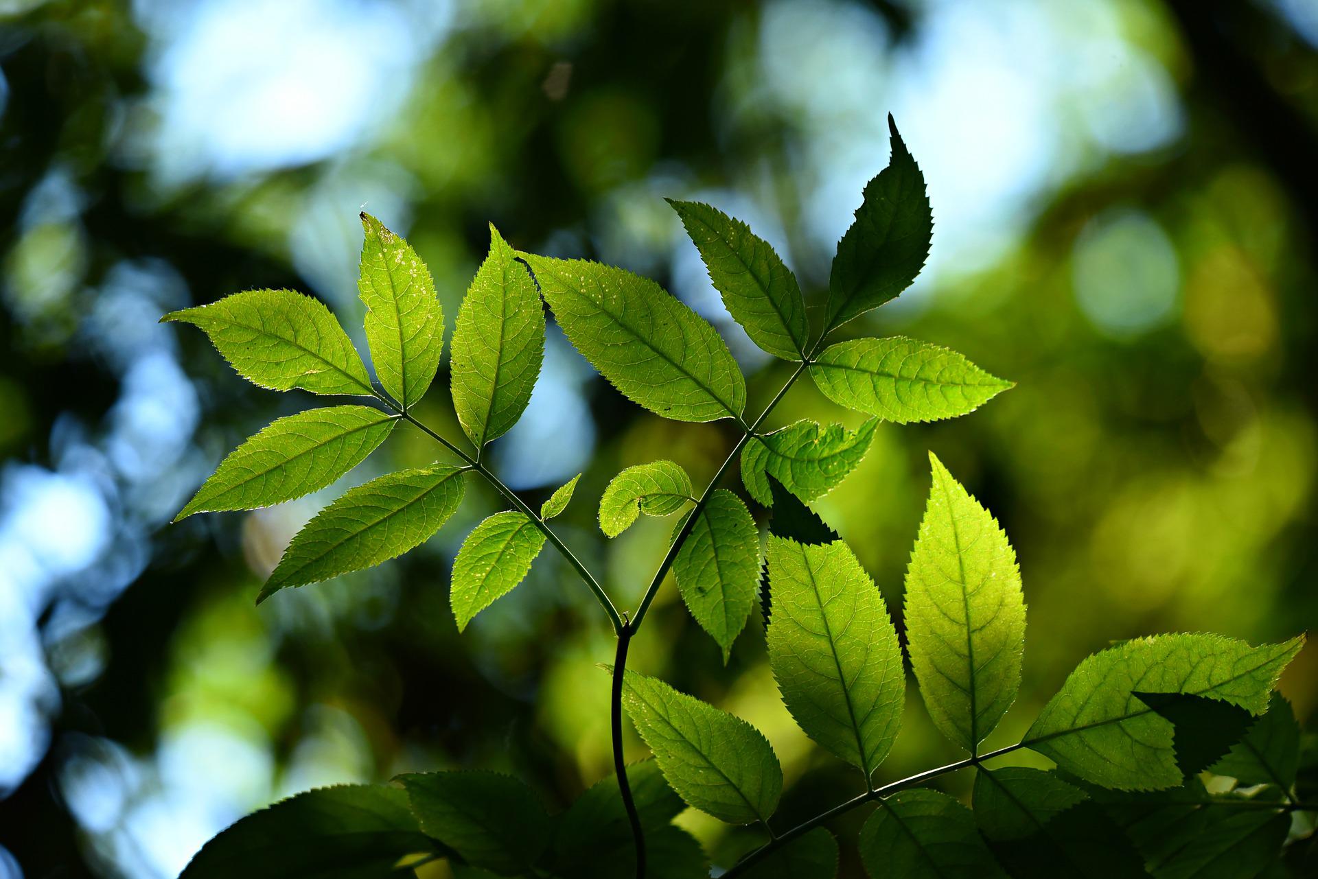 photosynthesis